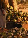 The coconut man.